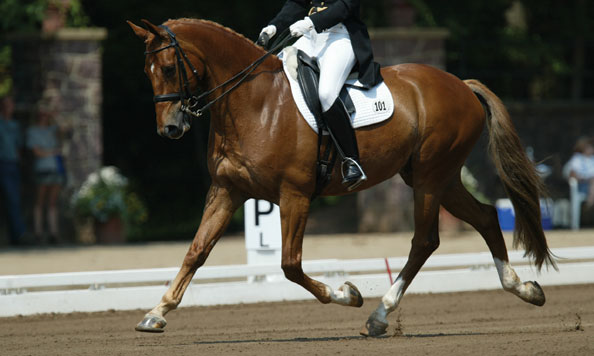 Show horse on ideal footing provided by Riata Rake Arena Drags